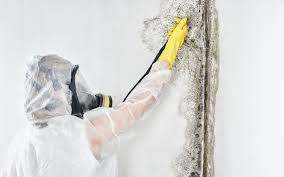 Reliable West Mifflin, PA Mold Inspection Solutions